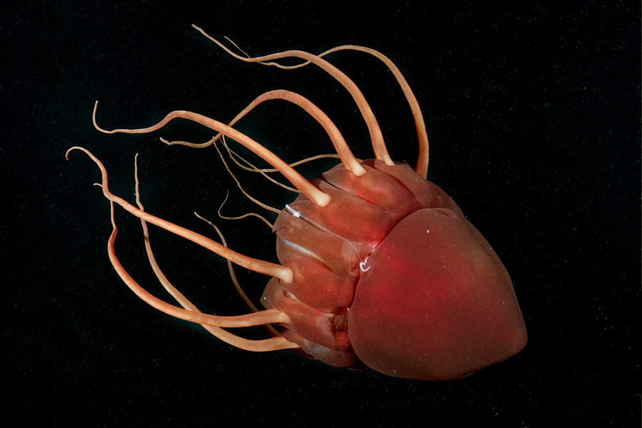 Helmet Jelly Big Fish Expeditions