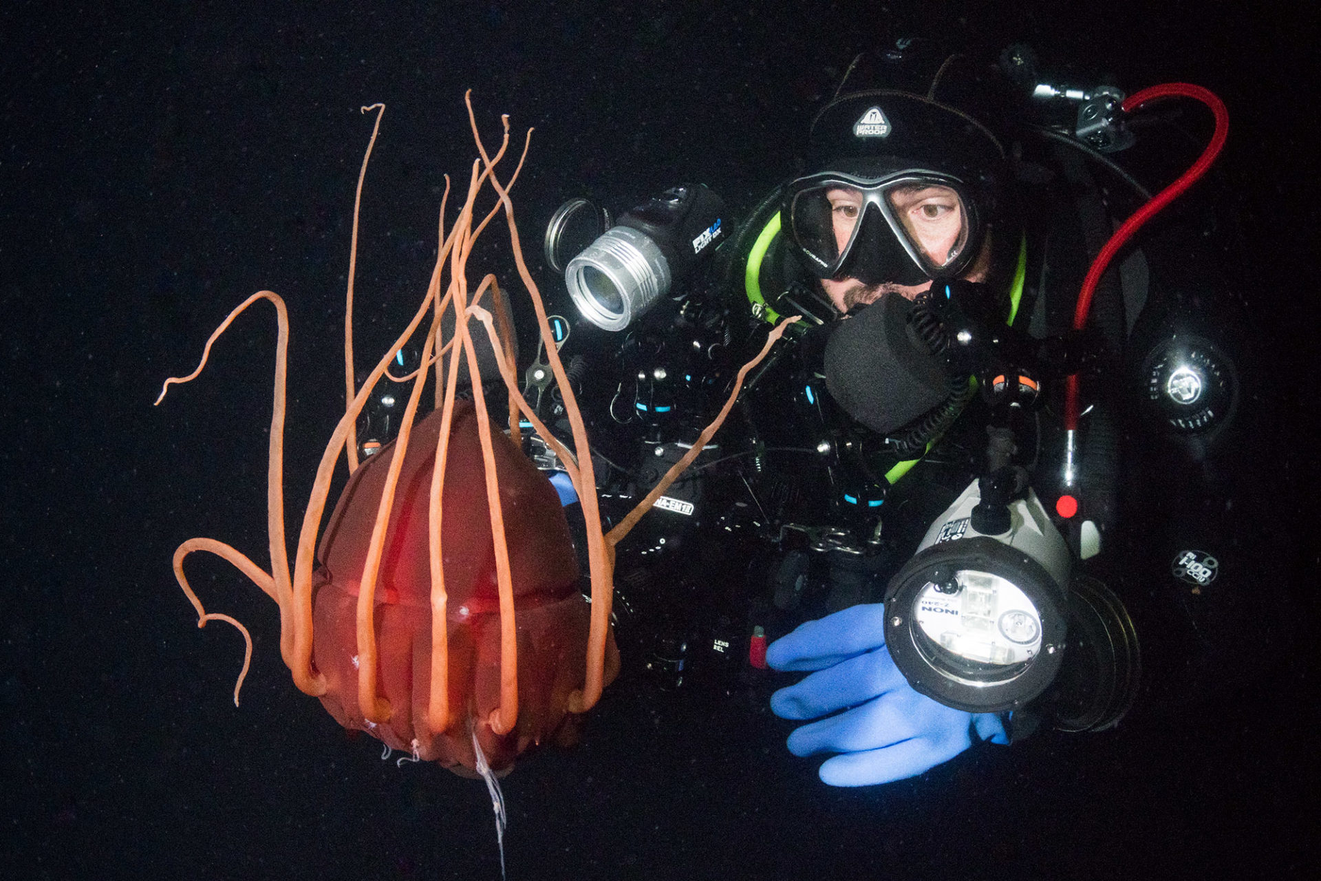 Deepwater Helmet Jelly Norway.