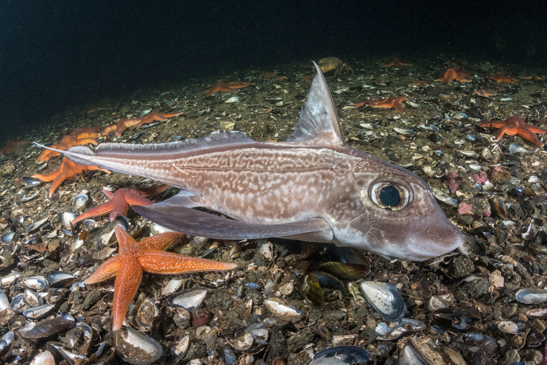 Deep sea shark diving Norway