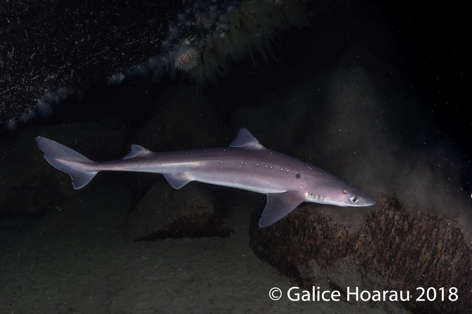 Spiny dogfish