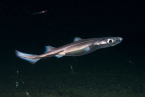 Velvet Belly Lanternshark