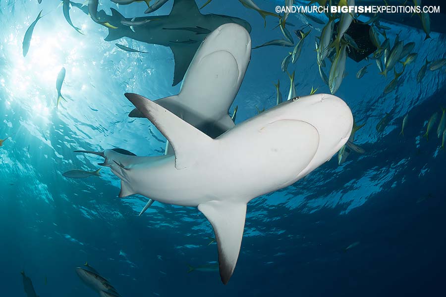 Diving with Caribbean Reef Sharks.