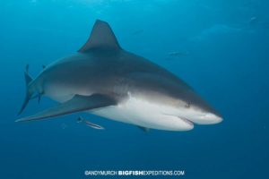 Bull shark diving