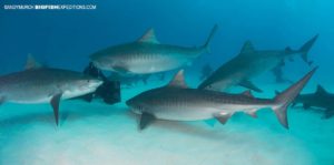 Diving with tiger sharks at Tiger Beach