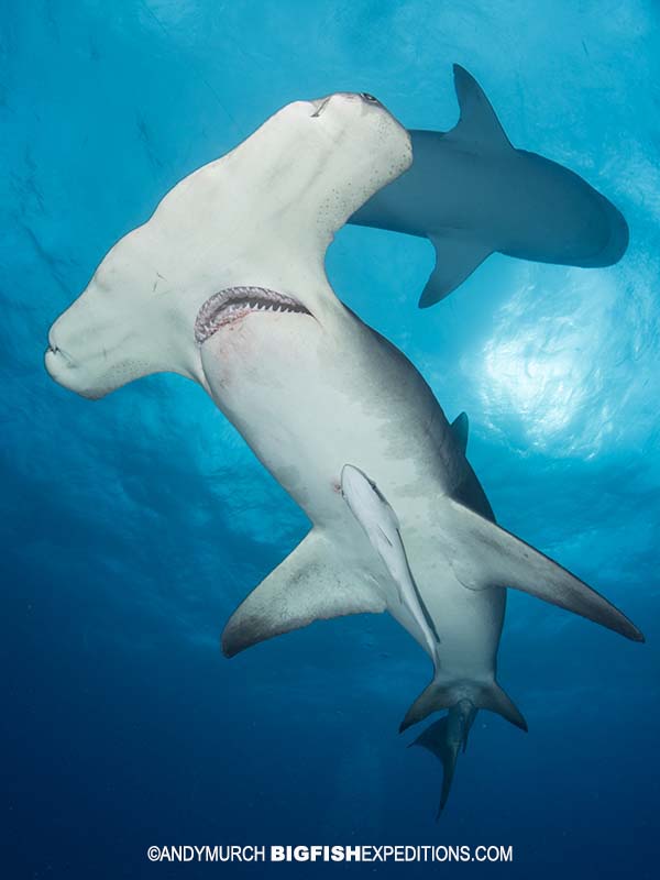 Great Hammerhead shark diving