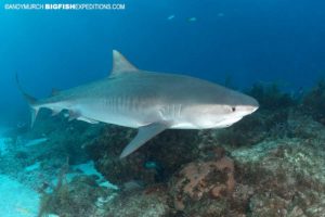 Diving with Tiger Sharks.