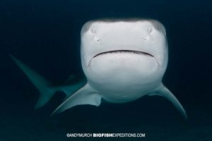 Tiger shark diving at night.