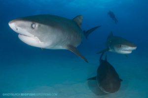 Diving with tiger sharks at Tiger Beach.