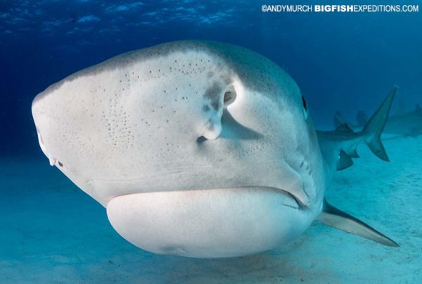 Diving with tiger sharks at Tiger Beach.