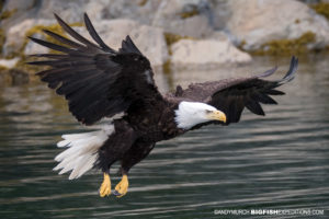 Bald eagle in flight. Taken from a moving boat.