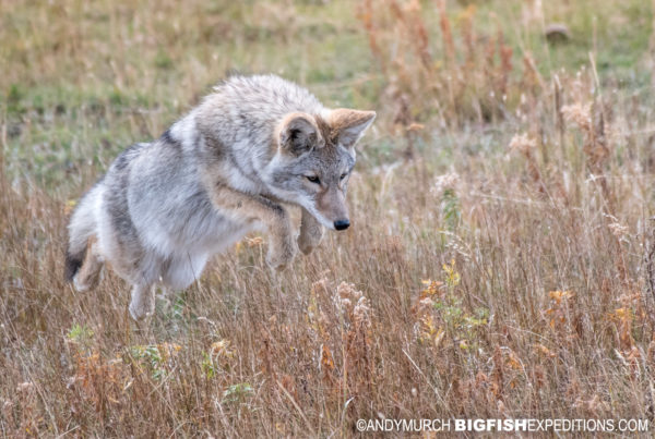 Pouncing coyote