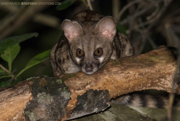 How to photograph animals at night.