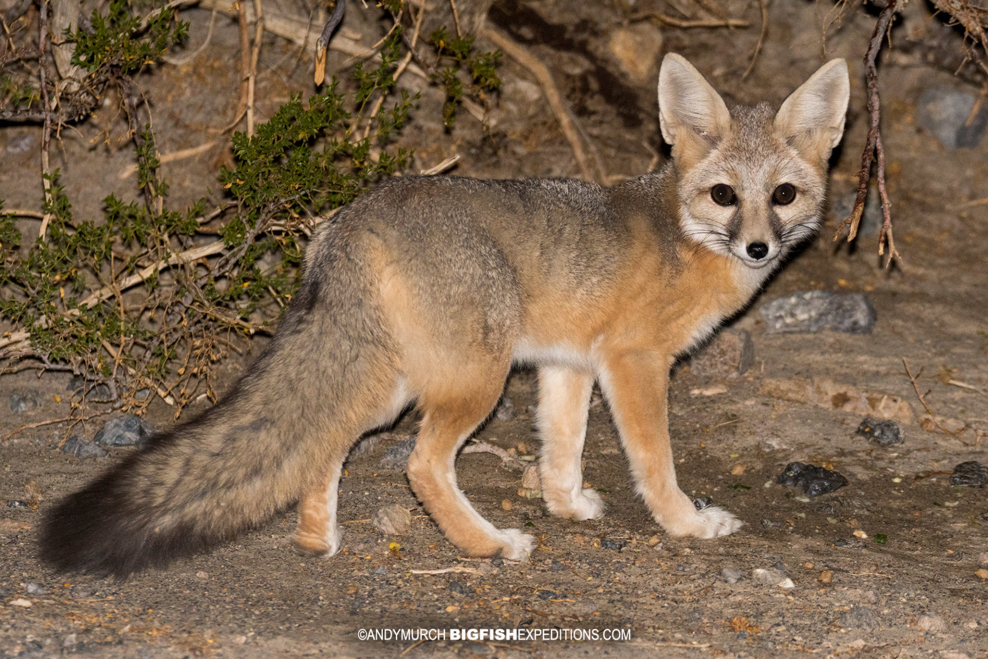 Kit fox photographed at night while spotlighting.