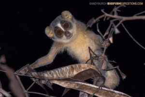 A grey slender loris caught in the beam of a flashlight while spotlighting.