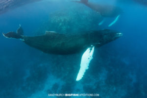 Snorkeling with humpback whales at the Silver Bank