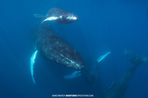 Humpback whales very close to our boat