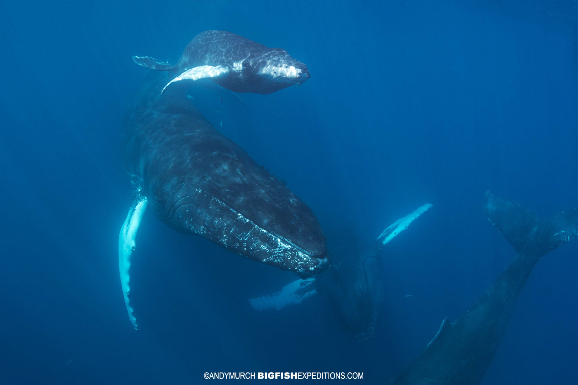 Humpback whales very close to our boat