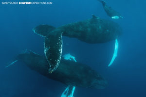 Snorkeling with humpback whales at the Silver Bank in the Dominican Republic. 2018.