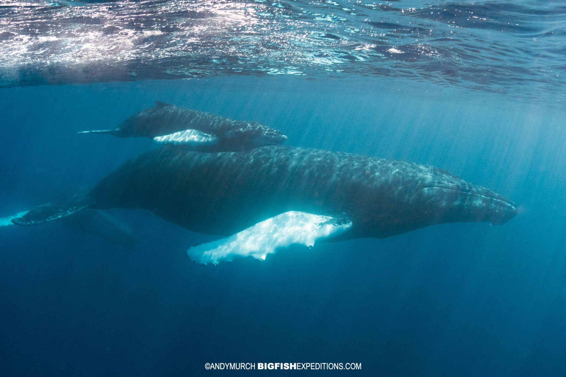 Passive encounter with a relaxed mother and baby humpback whale.