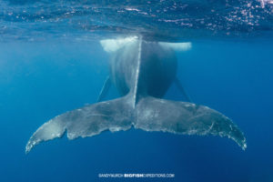 Humpback whale tail snorkeling