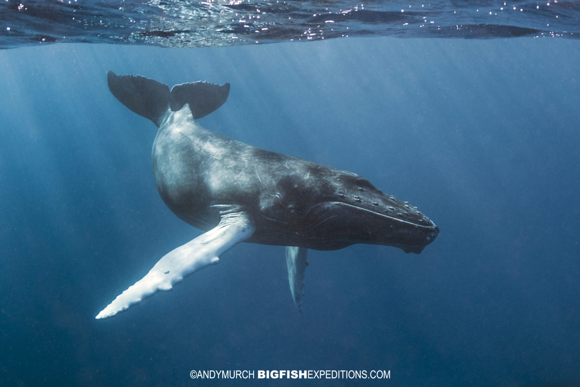 Humpback whale calf snorkeling