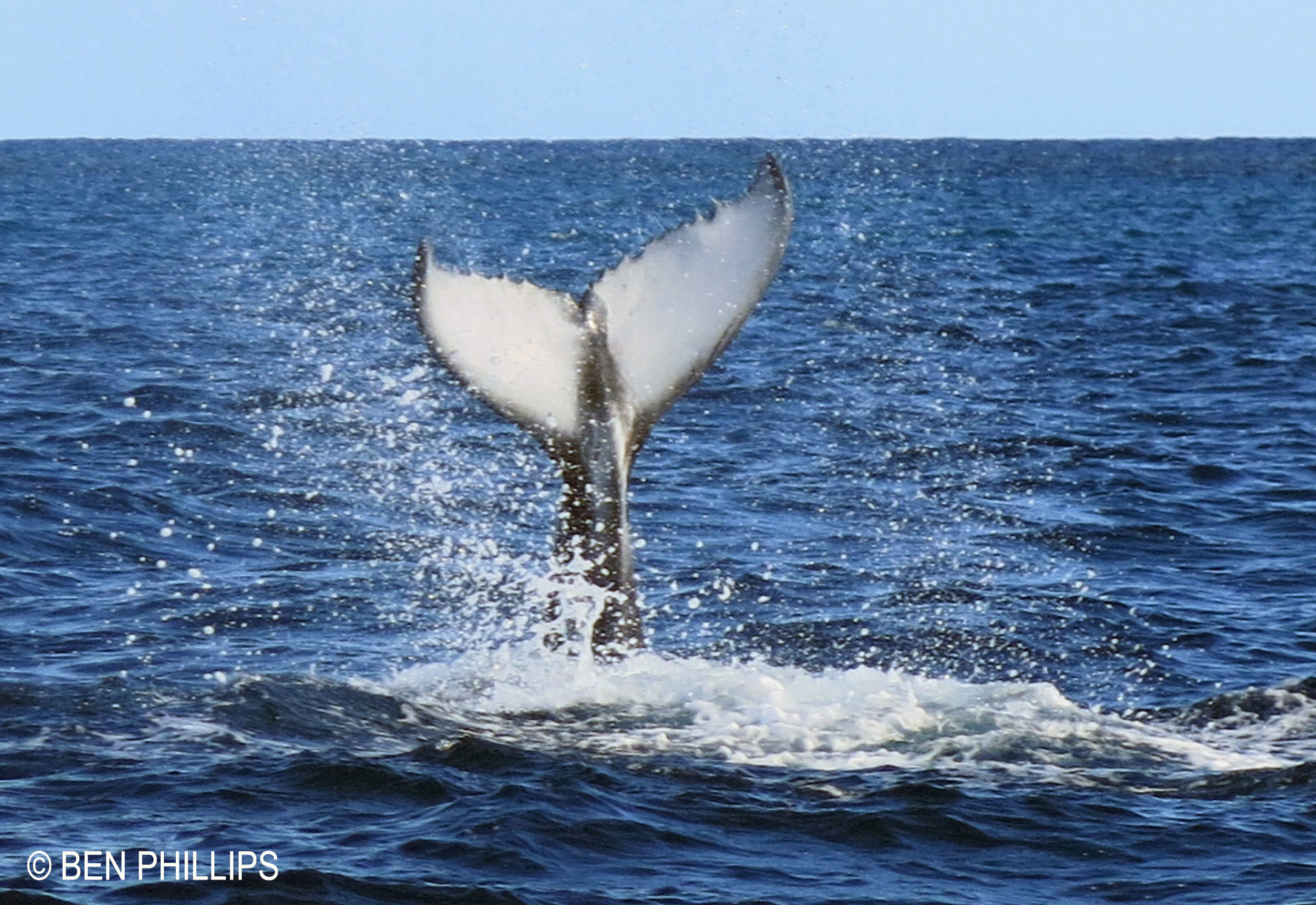 A humpback whale slapping its tail flukes.