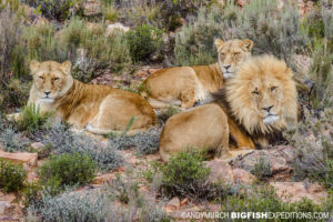 image stabilization photographing lions.