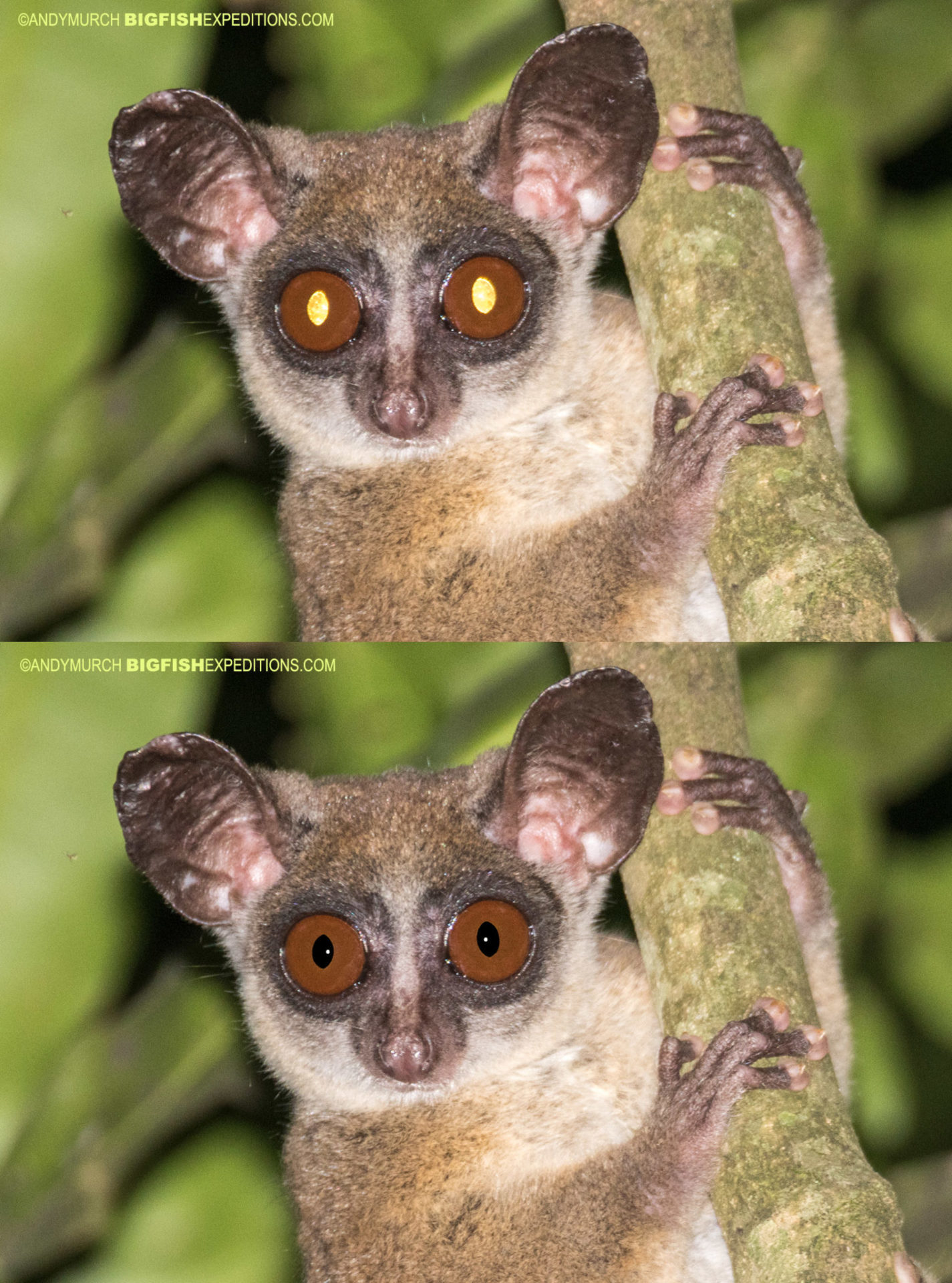 Removing eye shine from nocturnal animal photographs.