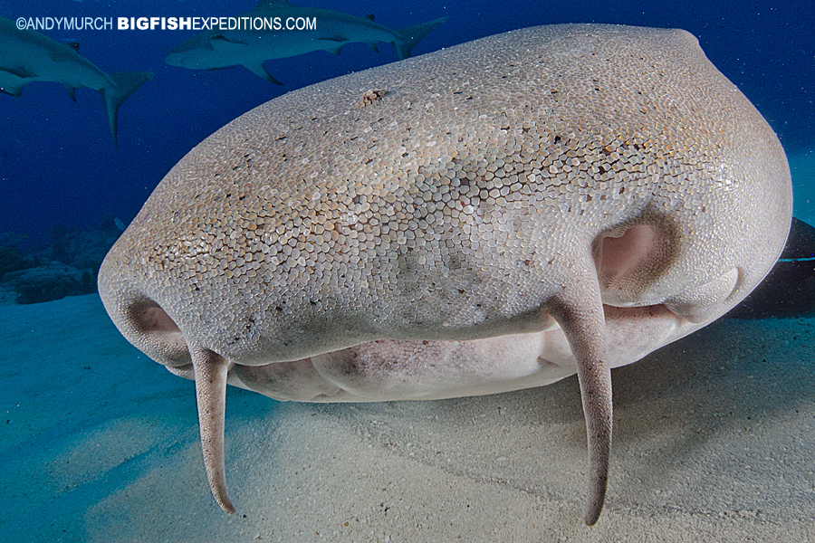 Nurse Shark at Tiger Beach