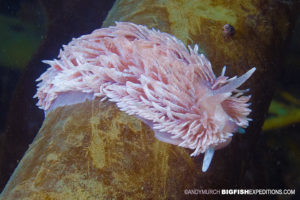 nudibranch scuba diving and macro photography on vancouver island.