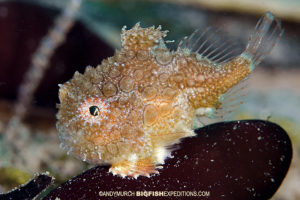 Pacific lumpsucker scubadiving and macro photography on vancouver island.