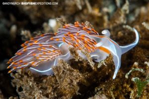 Nudibranch photography scuba-diving and macro photography on vancouver island.