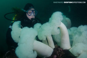 Plumose anemone scuba-diving and macro photography on vancouver island.
