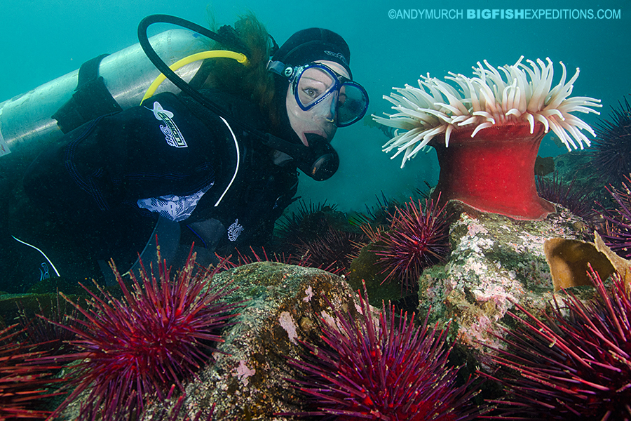 Scuba diving and macro photography on vancouver island.