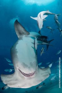 Great hammerhead shark diving