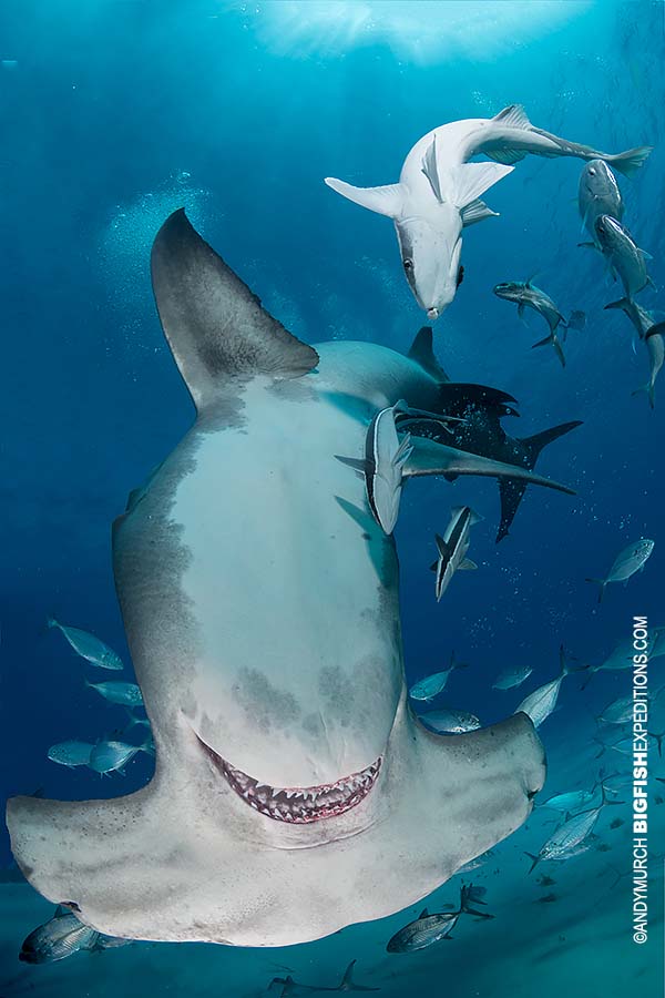 Diving with Great Hammerhead Sharks; Bahamas 2019