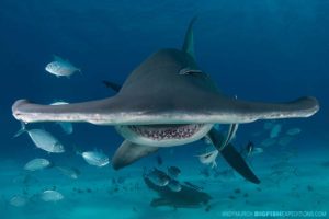 Great Hammerhead Shark Diving