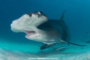 Great Hammerhead Shark Diving in Bimini