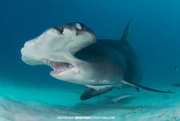 Great Hammerhead Shark Diving in Bimini
