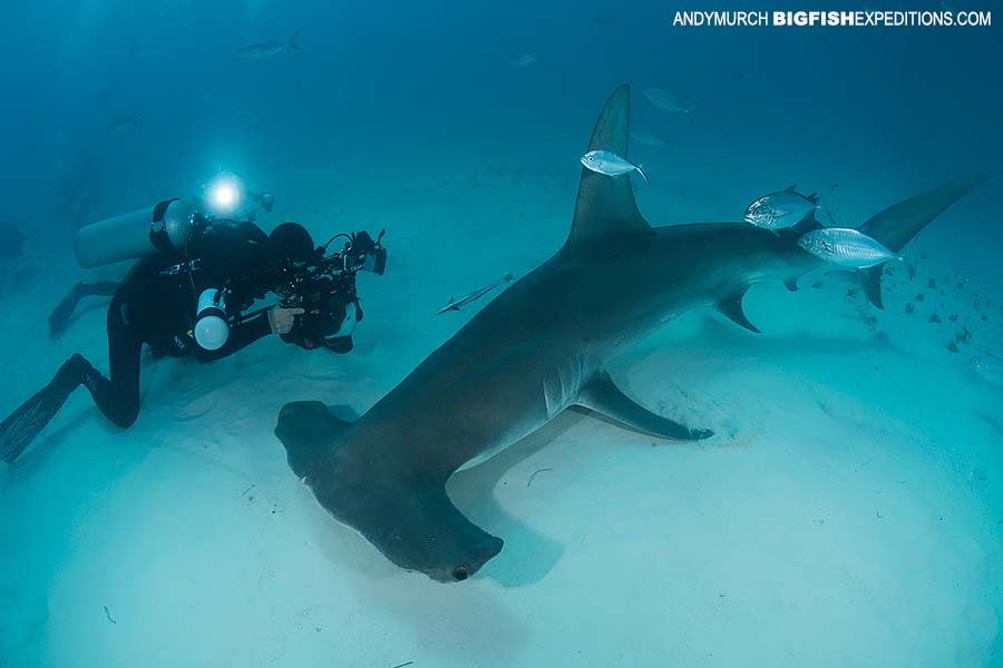 Diving with great hammerhead sharks.