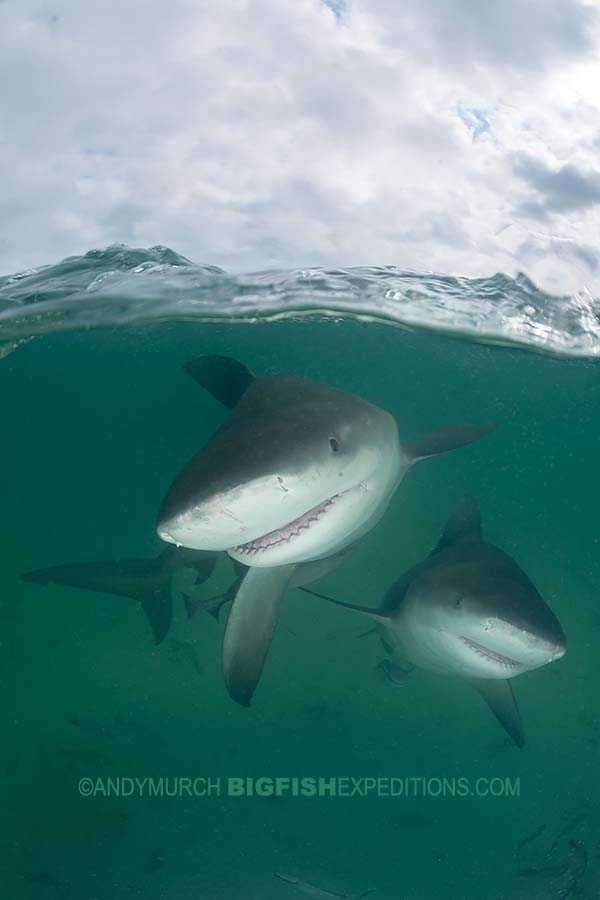 Diving with bull sharks in Bimini Island in the Bahamas.