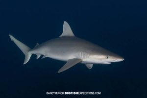 Blacknose Shark diving at night.