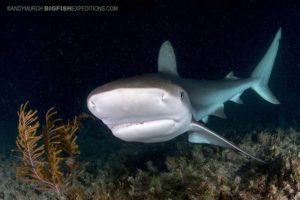 Caribbean Reef Shark diving at night.