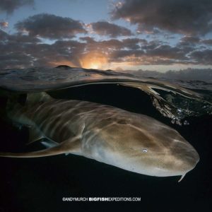 Nurse shark diving at sunset.