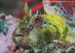 Scalyhead sculpin scuba diving and macro photography on vancouver island.