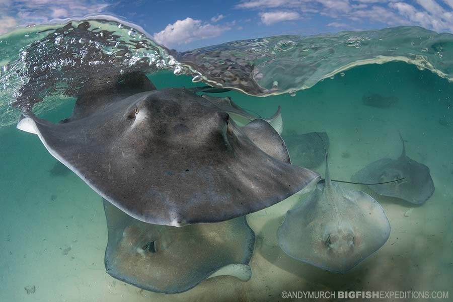 Southern Stingray Feeding