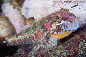 Sculpin scuba diving and macro photography on vancouver island.