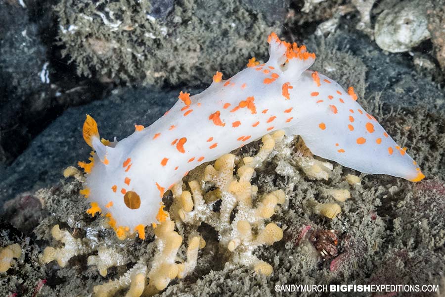 Sea clown nudibranch scuba diving and macro photography on vancouver island.