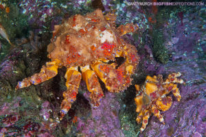 Puget Sound King Crab