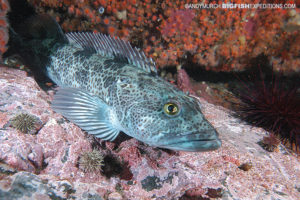 Lingcod scuba diving and macro photography on vancouver island.